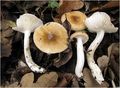 Hygrophorus arbustivus